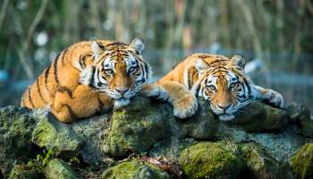 Same Day Jaipur to Ranthambore Tour